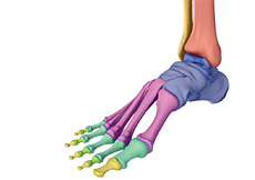 What is the Normal Anatomy of the Foot and Ankle