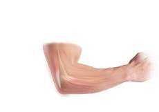 Elbow Anatomy